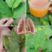 A Gentle 3 Leaf Remedy for Throat and Chest Comfort (Guava Leaf, Indian Borage, and Bay Leaf Tea)