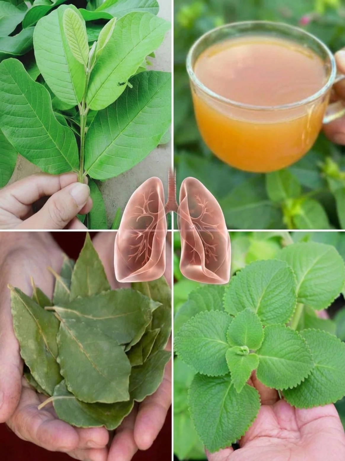A Gentle 3 Leaf Remedy for Throat and Chest Comfort (Guava Leaf, Indian Borage, and Bay Leaf Tea)