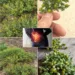 Pineapple Weed Benefits You May Not Know: A Gentle Traditional Herb for Digestion and Bloating