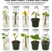 10 Trees and Shrubs You Can Root From Cuttings: A Practical Propagation Guide for a Fuller, More Affordable Garden