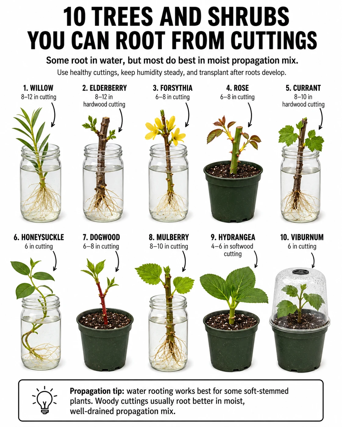 10 Trees and Shrubs You Can Root From Cuttings: A Practical Propagation Guide for a Fuller, More Affordable Garden