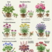 Perennials That Multiply When You Divide Them: 9 Easy Garden Plants to Split, Replant, and Enjoy for Years