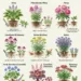 Perennials That Multiply When You Divide Them: 9 Easy Garden Plants to Split, Replant, and Enjoy for Years