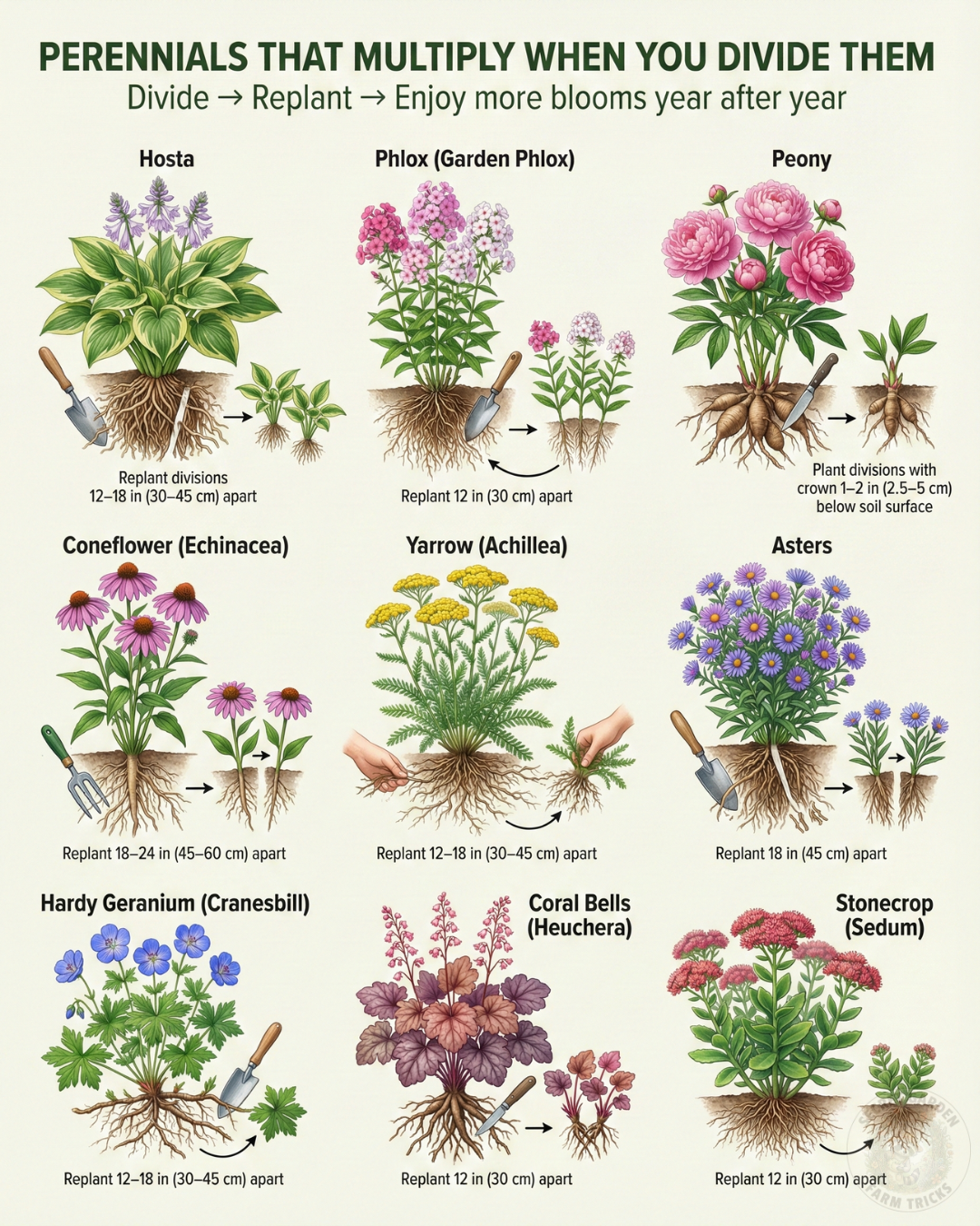 Perennials That Multiply When You Divide Them: 9 Easy Garden Plants to Split, Replant, and Enjoy for Years