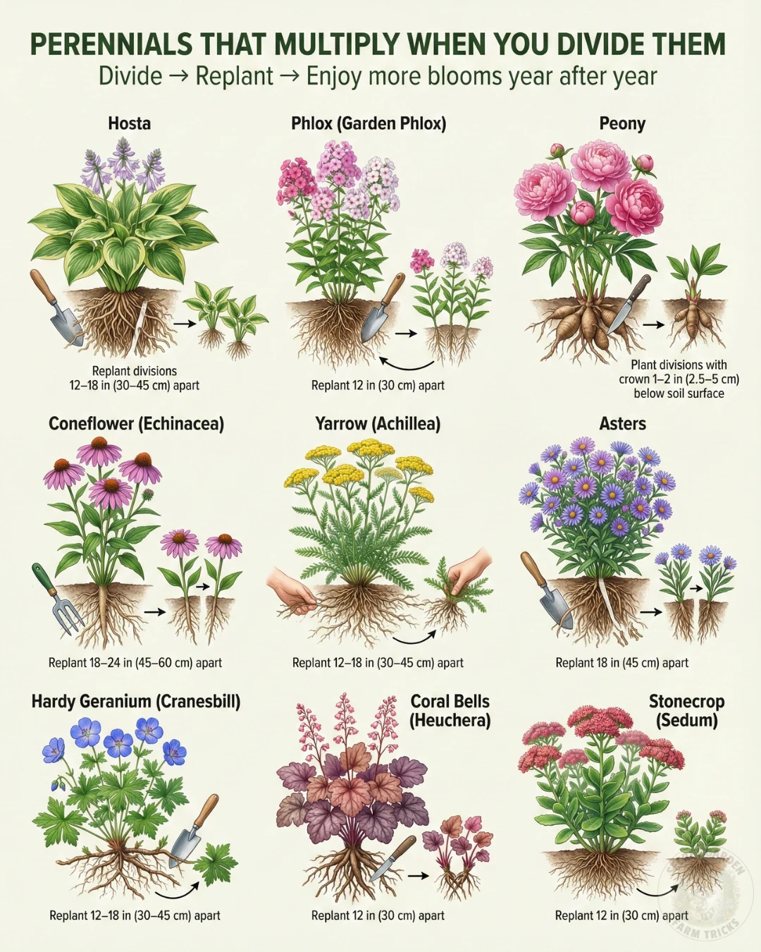 Perennials That Multiply When You Divide Them: 9 Easy Garden Plants to Split, Replant, and Enjoy for Years