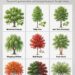 9 Fast Growing Shade Trees That Add Cooling Comfort, Beauty, and Long-Term Value to Your Yard