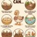 Duck Care Guide Keeping Your Ducks Healthy: A Guide to Routine Care and Checkups
