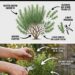 How to Prune Rosemary for a Bushier, Healthier Plant