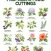 Beautiful Plants to Propagate From Cuttings: 14 Easy Garden Favorites to Multiply for Free