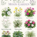 9 Shade-Friendly Plants for a Moon Garden: Best Evening-Blooming and Silver-Soft Plants for Glowing Nighttime Beauty
