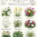 9 Shade-Friendly Plants for a Moon Garden: Best Evening-Blooming and Silver-Soft Plants for Glowing Nighttime Beauty