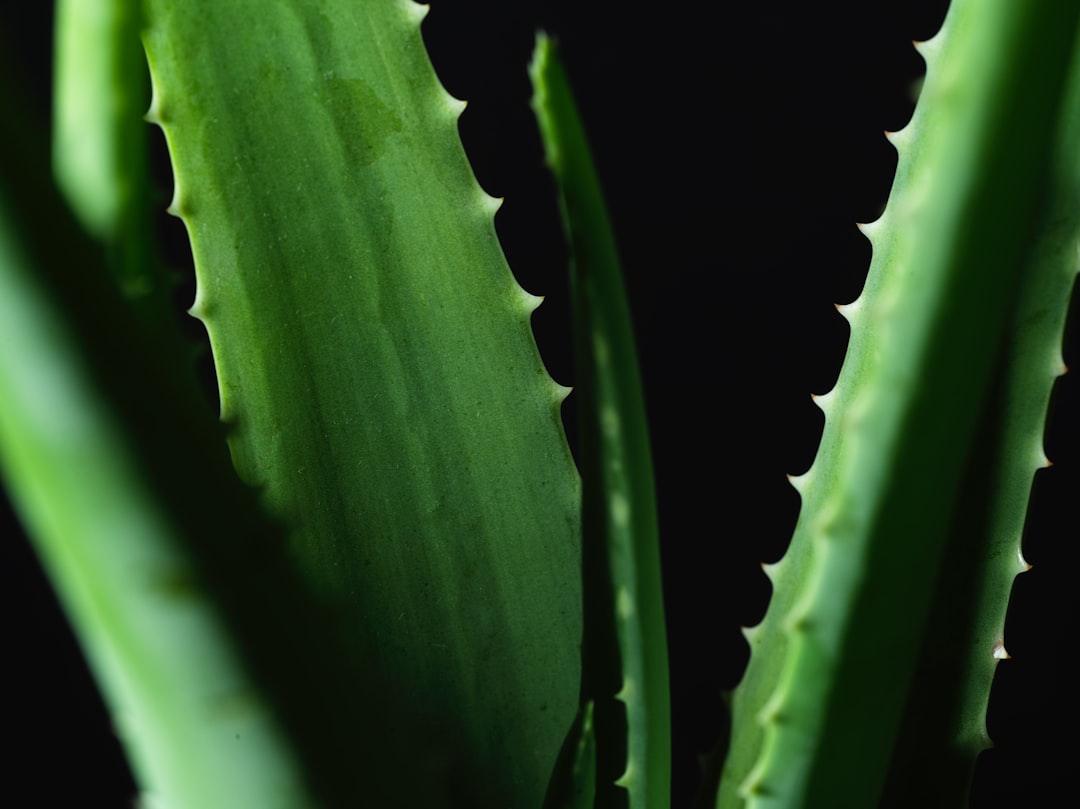A vibrant green aloe vera leaf cut open to reveal its clear soothing gel emphasizing its natural hydration and healing p