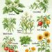 What to Plant in June: 9 Smart Crops and Flowers That Thrive When Summer Soil Finally Warms Up