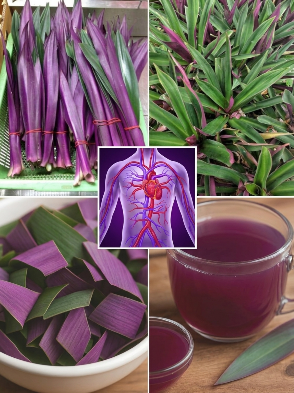 Oyster Plant Tea for Circulation