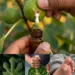 Fig Latex for Corns and Plantar Warts: The Old-Fashioned Remedy People Still Talk About
