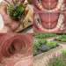 Holy Basil for Oral Health - The Traditional Herb People Use for Mouth Comfort