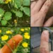 Greater Celandine for Warts: The Bright Yellow Wild Herb With Orange Sap People Still Use Carefully