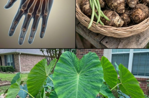 Taro for Wrist Pain?