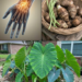 Taro for Wrist Pain?