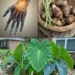 Taro for Wrist Pain?