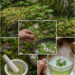 Wood Sorrel Tea Benefits You May Not Know