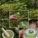 Wood Sorrel Tea Benefits You May Not Know
