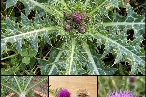Milk Thistle for Liver Health? The Prickly Herb With a Big Reputation and a More Honest Story