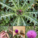 Milk Thistle for Liver Health? The Prickly Herb With a Big Reputation and a More Honest Story