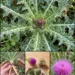 Milk Thistle for Liver Health? The Prickly Herb With a Big Reputation and a More Honest Story