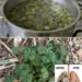 Mallow Tea for Chest Comfort: The Old-School Herb People Reach For When the Throat and Lungs Feel Irritated