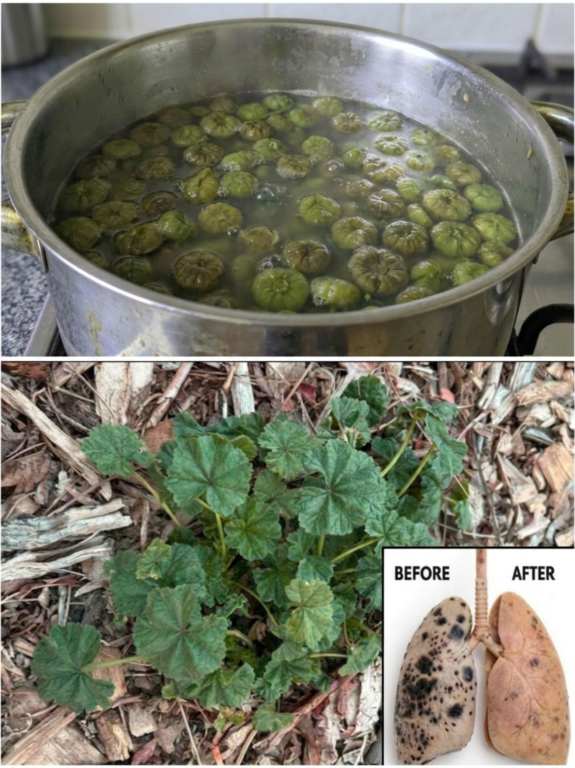 Mallow Tea for Chest Comfort: The Old-School Herb People Reach For When the Throat and Lungs Feel Irritated