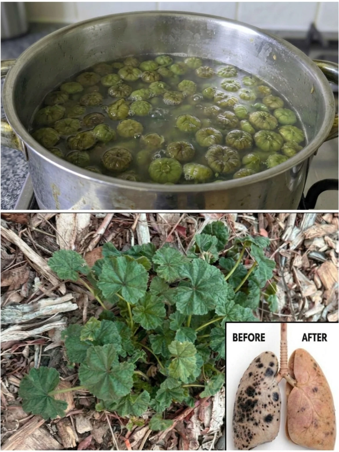 Mallow Tea for Chest Comfort: The Old-School Herb People Reach For When the Throat and Lungs Feel Irritated