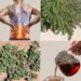Euphorbia prostrata for Back Discomfort? The Low-Growing Herb That Gets Mistaken for Other Remedies