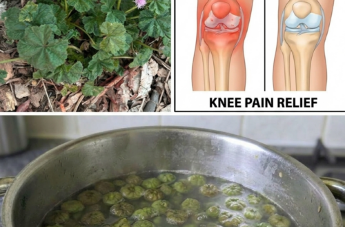 Common Mallow for Knee Pain? The Old Home Remedy People Still Boil for Achy Joints