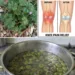 Common Mallow for Knee Pain? The Old Home Remedy People Still Boil for Achy Joints