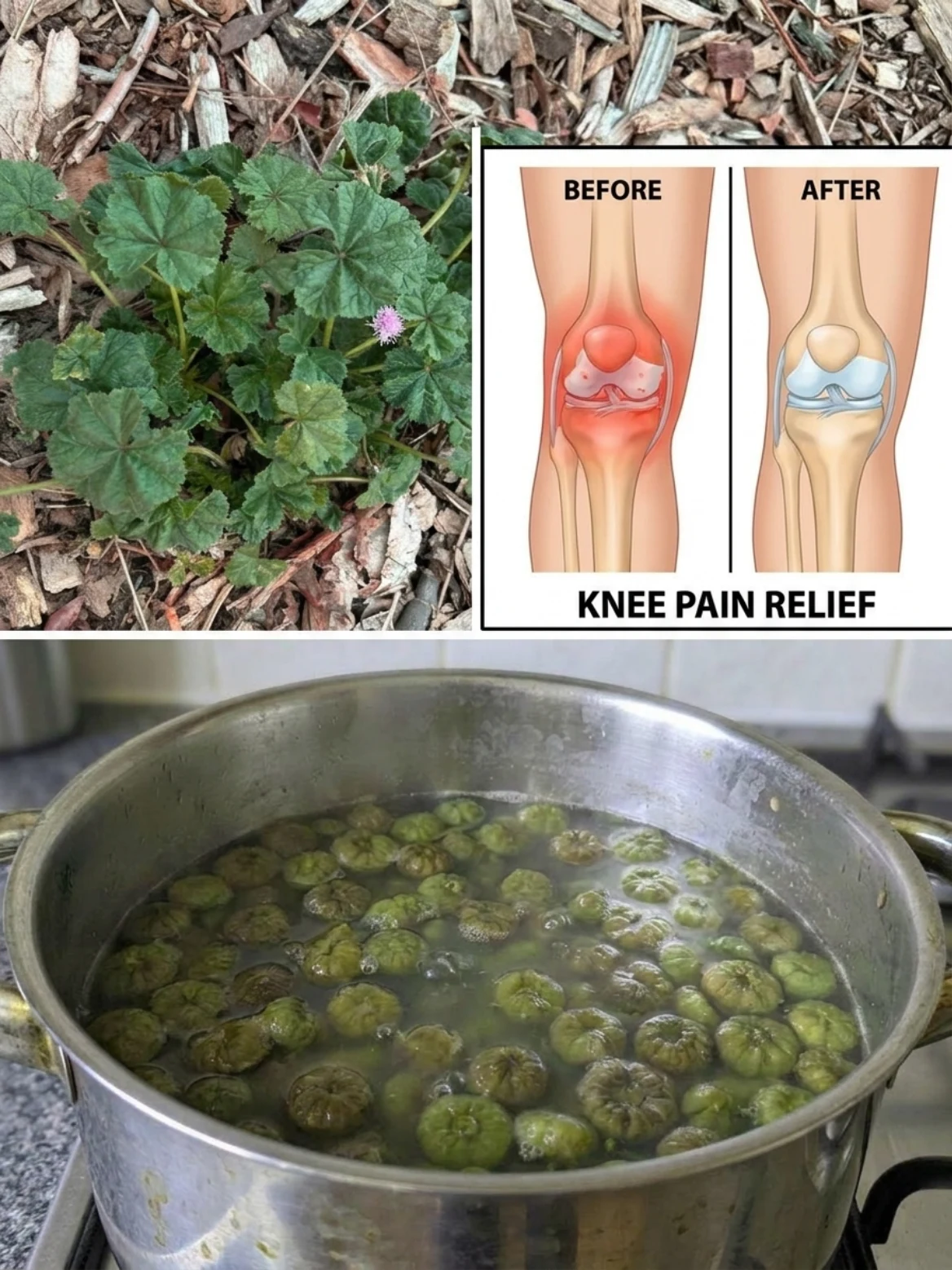 Common Mallow for Knee Pain? The Old Home Remedy People Still Boil for Achy Joints