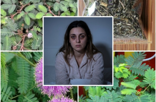 Shy Plant Tea for Sleep