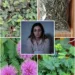 Shy Plant Tea for Sleep