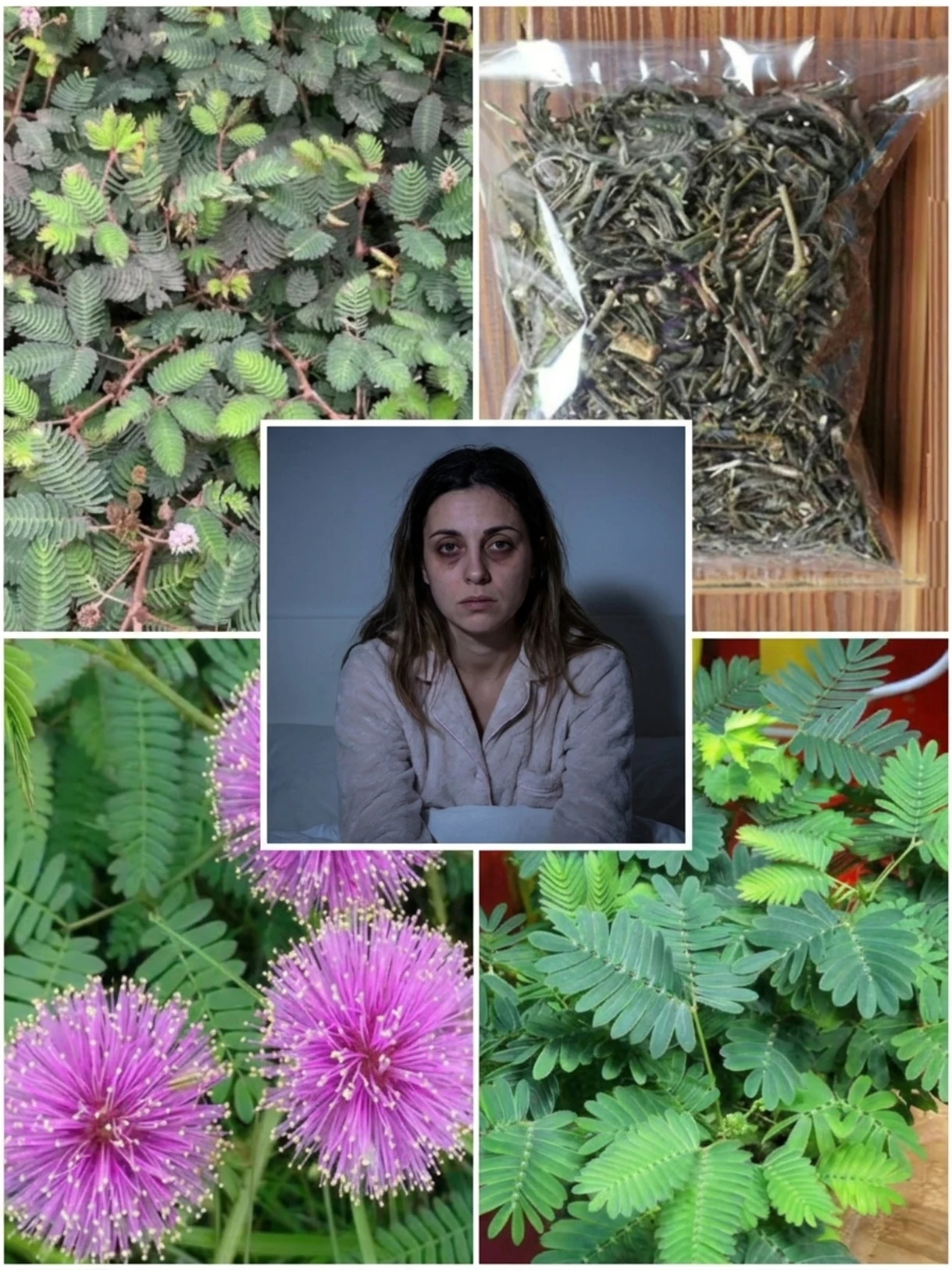 Shy Plant Tea for Sleep