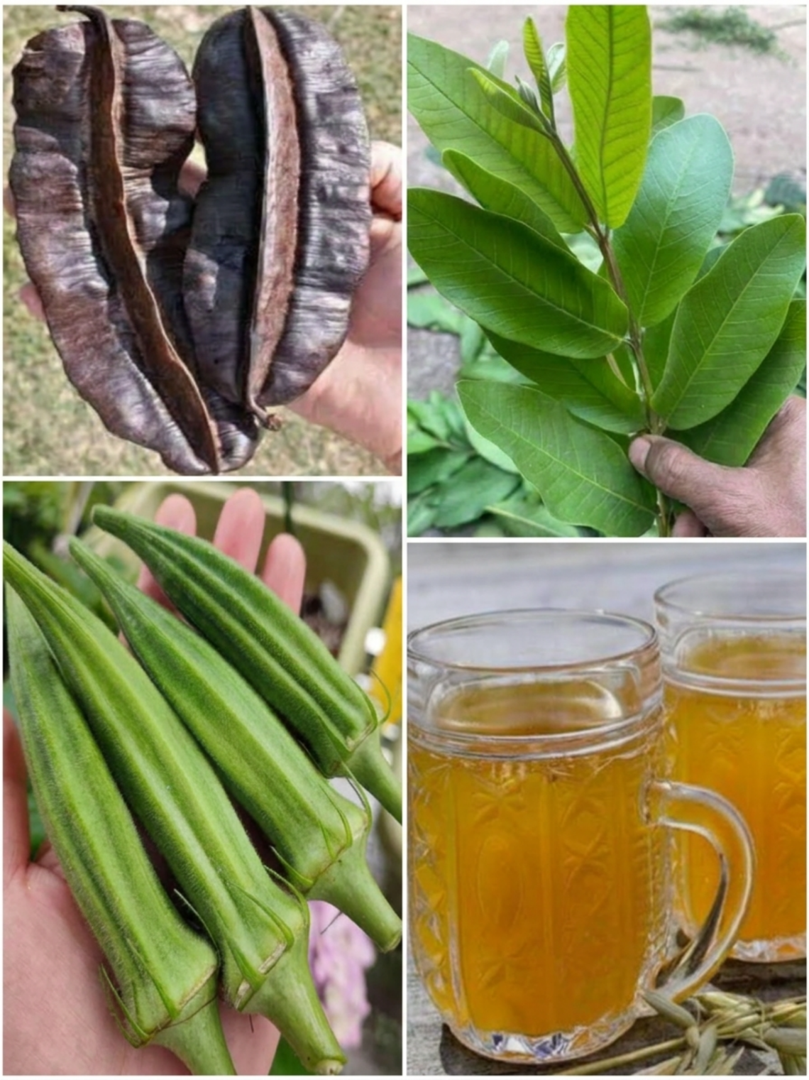 Okra, Guava Leaf, and Aidan Fruit Tea: The Traditional Herbal Drink People Make for Gentle Daily Support