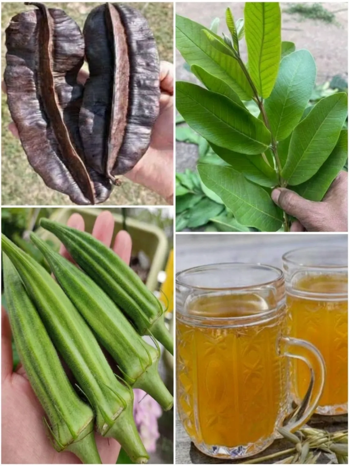 Okra, Guava Leaf, and Aidan Fruit Tea: The Traditional Herbal Drink People Make for Gentle Daily Support