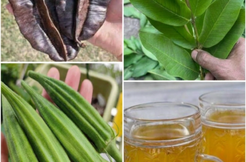 Okra, Guava Leaf, and Aidan Fruit Tea: The Traditional Herbal Drink People Make for Gentle Daily Support