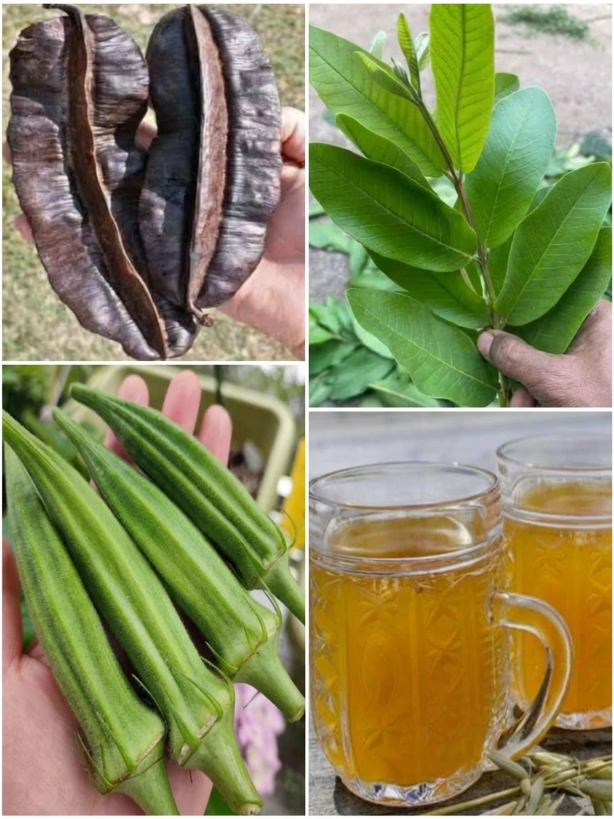 Okra, Guava Leaf, and Aidan Fruit Tea: The Traditional Herbal Drink People Make for Gentle Daily Support