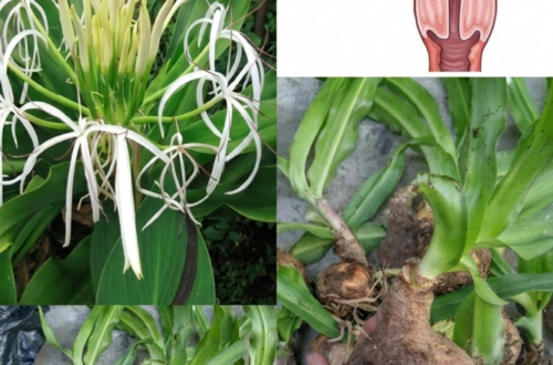 Crinum latifolium for Women’s Health? The Traditional Bulb Plant People Still Talk About for Uterine Support