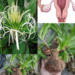 Crinum latifolium for Women’s Health? The Traditional Bulb Plant People Still Talk About for Uterine Support