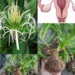 Crinum latifolium for Women’s Health? The Traditional Bulb Plant People Still Talk About for Uterine Support