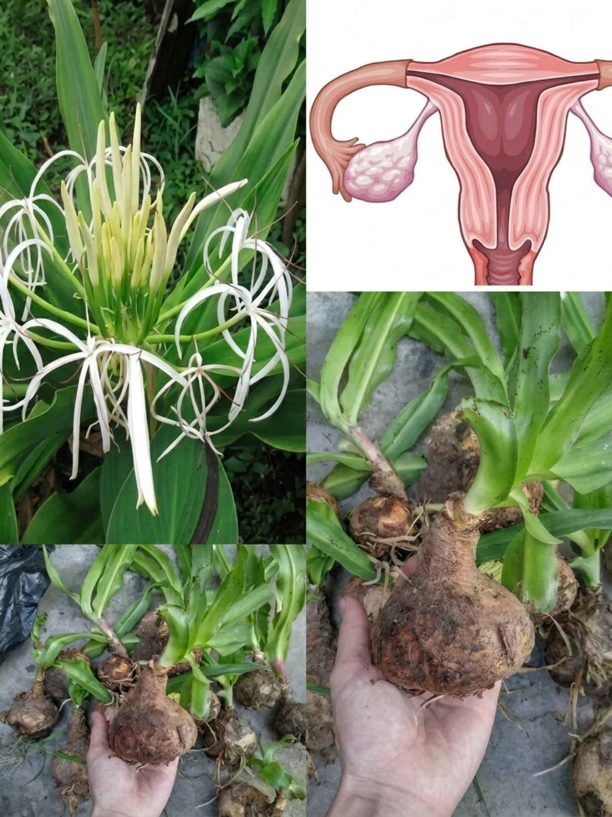 Crinum latifolium for Women’s Health? The Traditional Bulb Plant People Still Talk About for Uterine Support