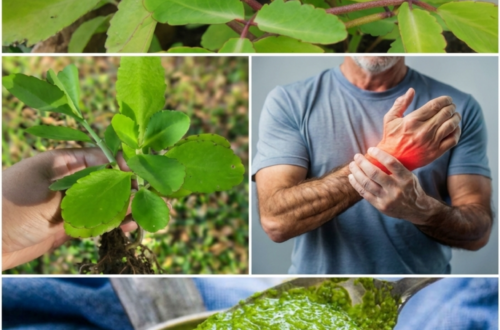 Life Plant for Wrist Pain