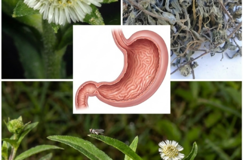 False Daisy for Stomach Comfort? The Small White Herb People Have Used for Digestion for Years