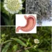 False Daisy for Stomach Comfort? The Small White Herb People Have Used for Digestion for Years